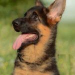 Betty German Shepherd