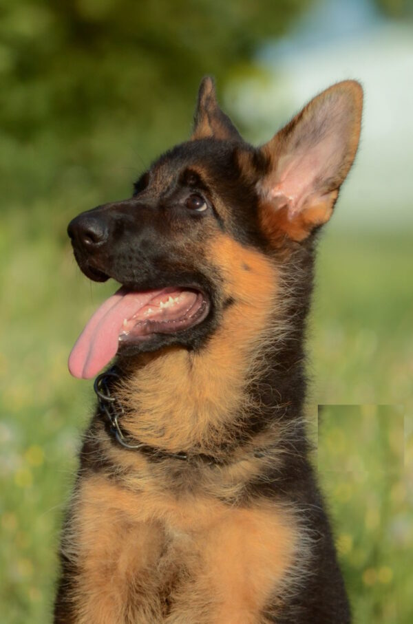 Brita German Shepherd
