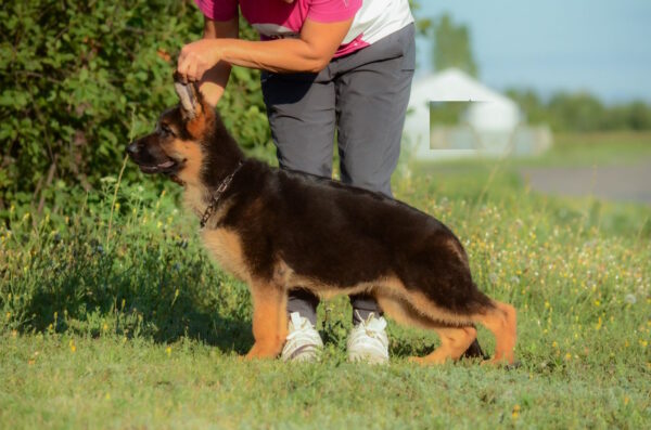 Brita German Shepherd