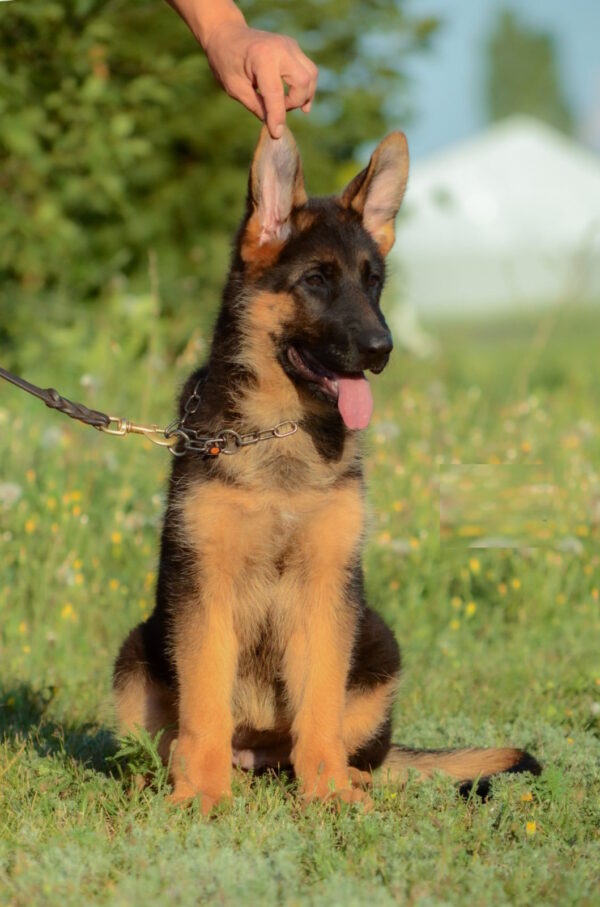 Brita German Shepherd