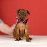 Yuki Miniature Pinscher