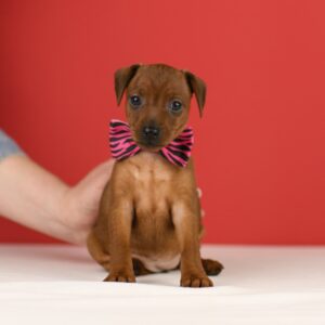 Brunella Miniature Pinscher