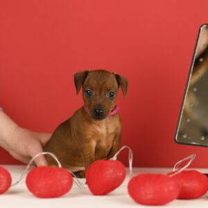 Brunella Miniature Pinscher