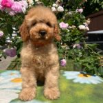 Basalt Goldendoodle