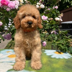 Bubbles Goldendoodle