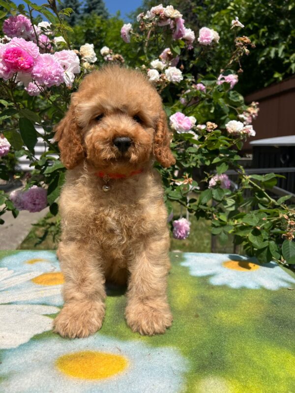 Bubbles Goldendoodle