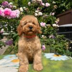 Bubbles-male-goldendoodle-puppy-for-sale-1 (2)
