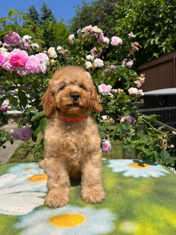 Bubbles Goldendoodle