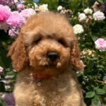 Bubbles-male-goldendoodle-puppy-for-sale-1 (3)