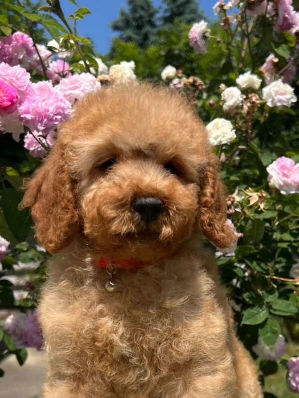 Bubbles Goldendoodle
