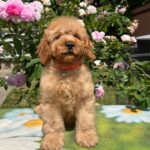 Bubbles-male-goldendoodle-puppy-for-sale-1 (4)