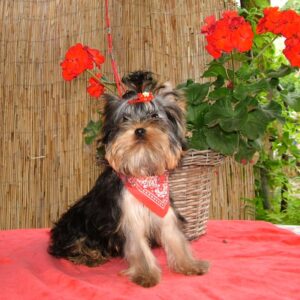 Buffalo Yorkshire Terrier