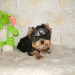 Buffalo-male-yorkshire-terrier-puppy-for-sale- (1)
