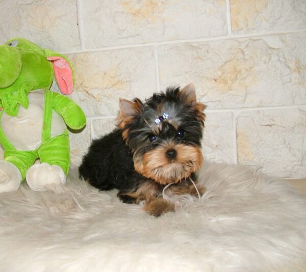 Buffalo Yorkshire Terrier