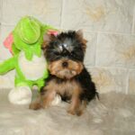 Lilianna Yorkshire Terrier