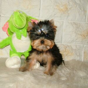 Buffalo Yorkshire Terrier