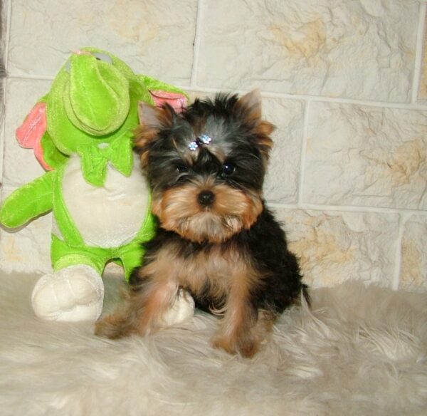 Buffalo Yorkshire Terrier