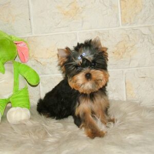 Buffalo Yorkshire Terrier