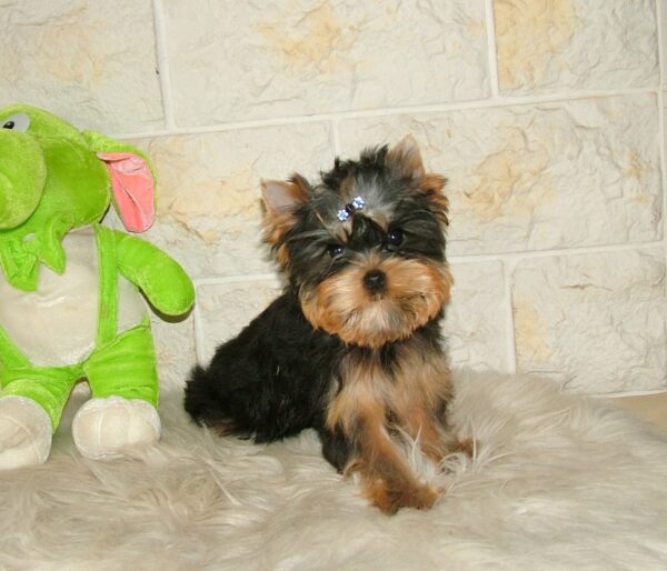 Buffalo Yorkshire Terrier