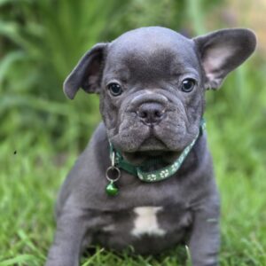 Buster