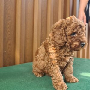 Butch Cavapoo