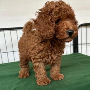 Butch Cavapoo