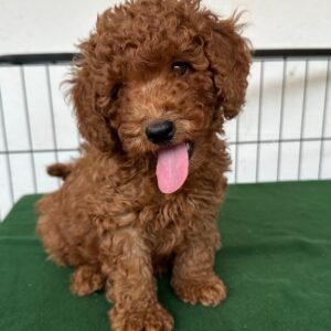 Butch Cavapoo
