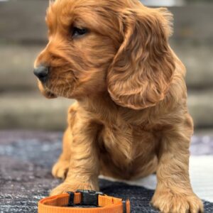 Cherie English Cocker Spaniel