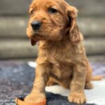 Cherie-female-English-Cocker-Spaniel-puppy-for-sale-3