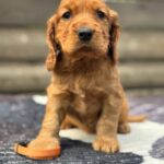 Cherie-female-English-Cocker-Spaniel-puppy-for-sale-4