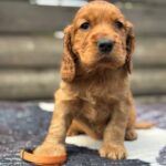 Cherie-female-English-Cocker-Spaniel-puppy-for-sale-5