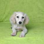 Cheryl-female-saluki-puppy-for-sale- (1)