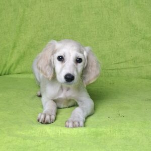 Cheryl Saluki Persian Hound