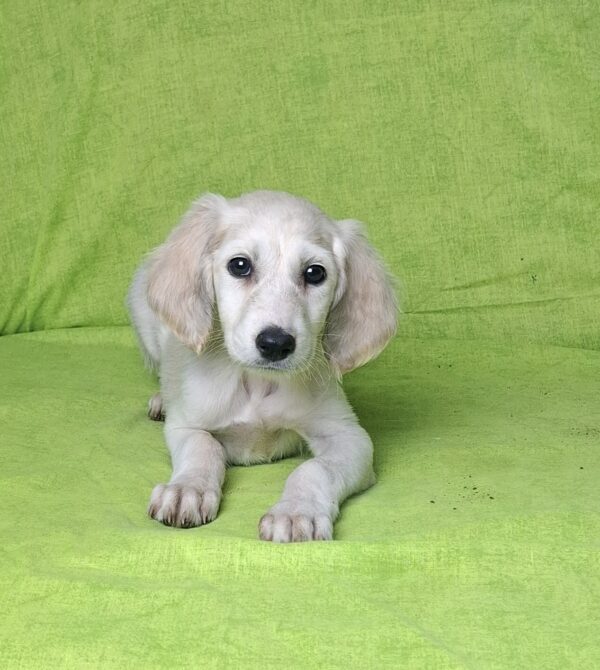 Cheryl Saluki Persian Hound