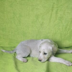 Cheryl Saluki Persian Hound