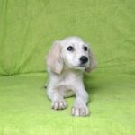 Cheryl-female-saluki-puppy-for-sale- (2)