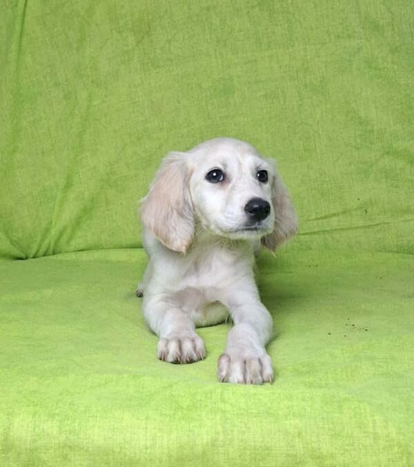 Cheryl Saluki Persian Hound