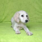 Cheryl-female-saluki-puppy-for-sale- (3)