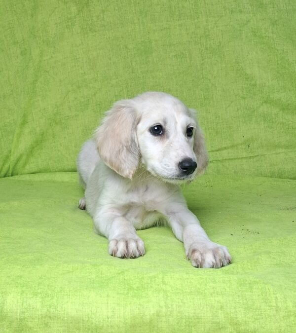Cheryl Saluki Persian Hound