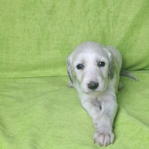 Cheryl Saluki Persian Hound