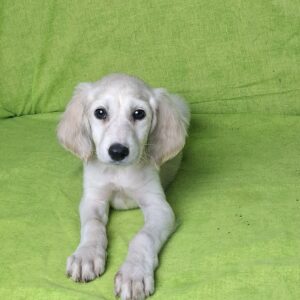 Cheryl Saluki Persian Hound