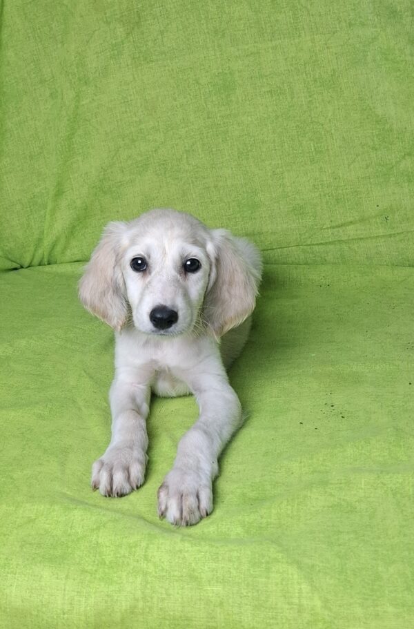 Cheryl Saluki Persian Hound