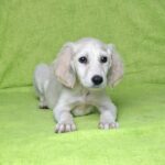 Cheryl-female-saluki-puppy-for-sale- (5)