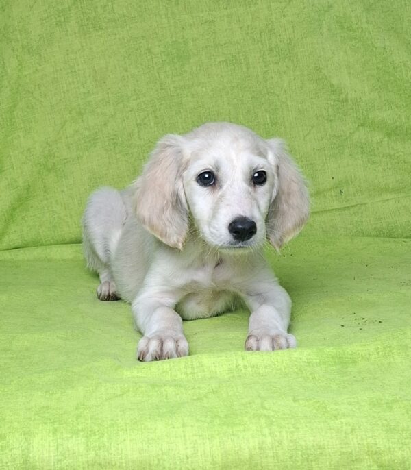 Cheryl Saluki Persian Hound