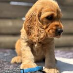 Chessa-female-English-Cocker-Spaniel-puppy-for-sale-1