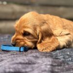 Chessa-female-English-Cocker-Spaniel-puppy-for-sale-3