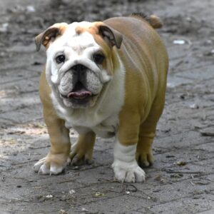 Chesty