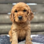 Chia-female-English-Cocker-Spaniel-puppy-for-sale-1