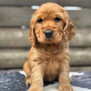 Chia English Cocker Spaniel