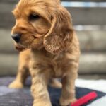 Chia-female-English-Cocker-Spaniel-puppy-for-sale-3
